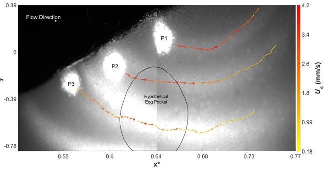 Subsurface flows into the smooth redd. Us (mm/s) is obtained by tracking the three fluorescent dye injections (P1, P2, and P3). The region labeled ‘Hypothetical Egg Pocket’ is where the artificial egg pocket is placed in the rough redd (see Figure 5).