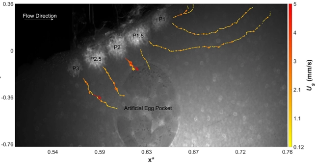 Subsurface flows into the rough redd. Us (mm/s) is obtained by tracking the five fluorescent dye injections (P1, P1.5, P2, P2.5, and P3). The dark region labeled ‘Artificial Egg Pocket’ is the cylindrical artificial egg pocket.